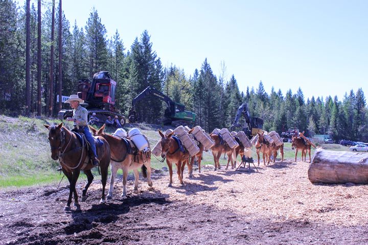 Back Country Camp